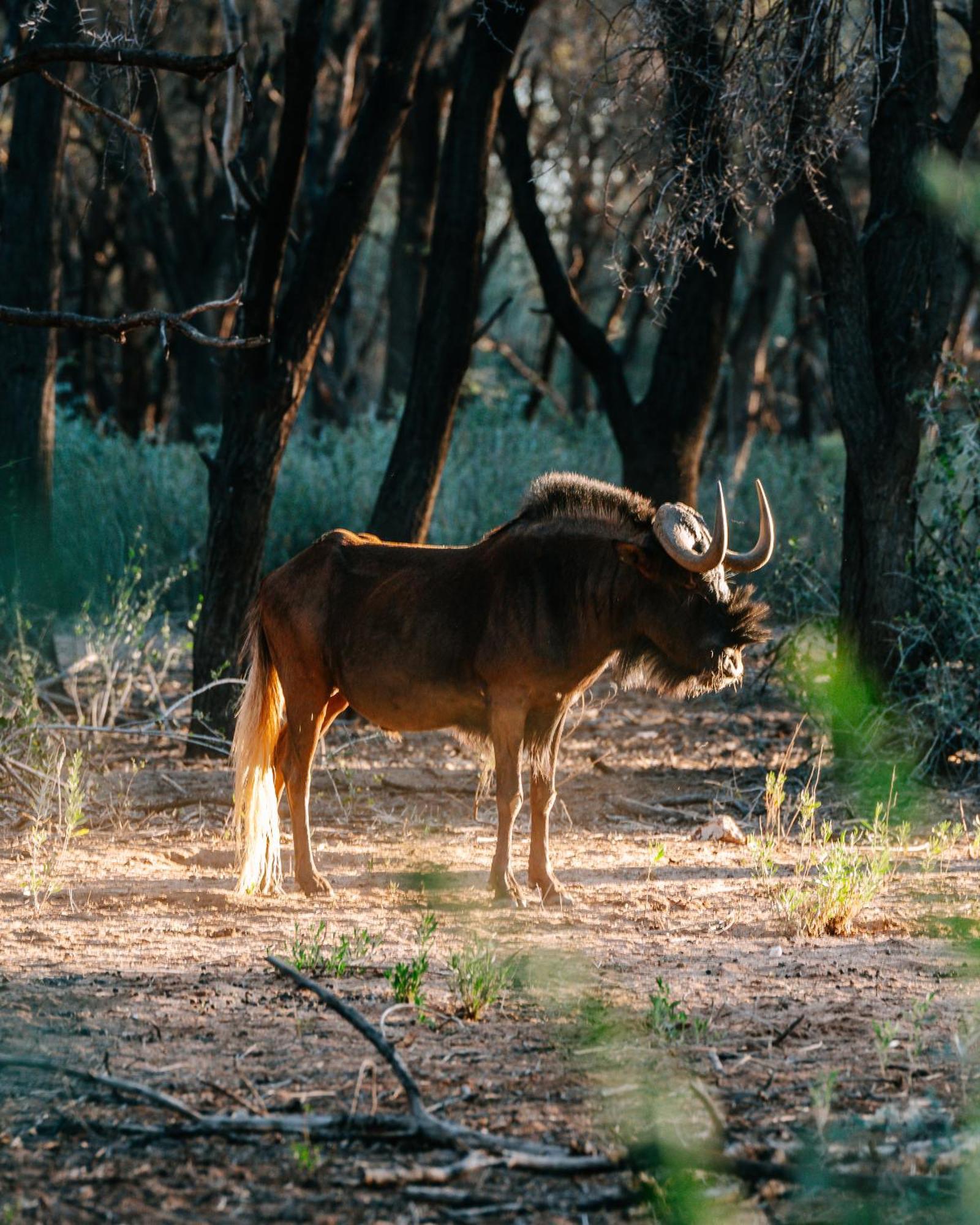 Omaruru Game Lodge Luaran gambar
